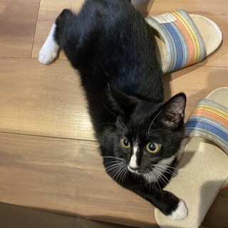 されるがままのくたくた子猫ゲオくん