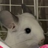 ぴっぴ丸1号