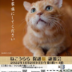 ねこうらら 保護猫譲渡会