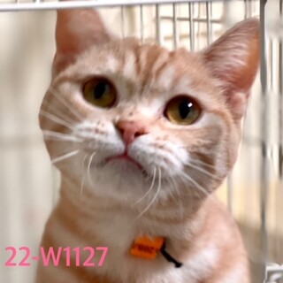 C22-W1127 まん丸フェイスが可愛い♪