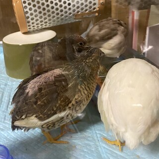 里親さん決まりました。ありがとうございました。