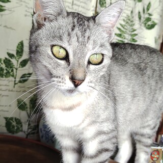 美猫なアビーを、よろしくお願いします!!!