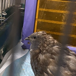 ヒメウズラ　中雛　オス