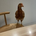 ニワトリ2匹　里親さん募集します
