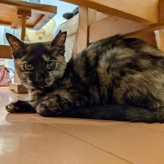 優しくて陽気な女の子まな♀