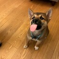 柴　生後3ヶ月　オス　去勢をお約束できる方に。