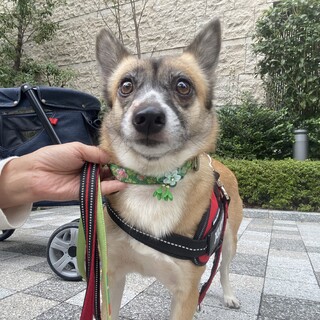 10/23(日)マーベラス譲渡会に参加❣️