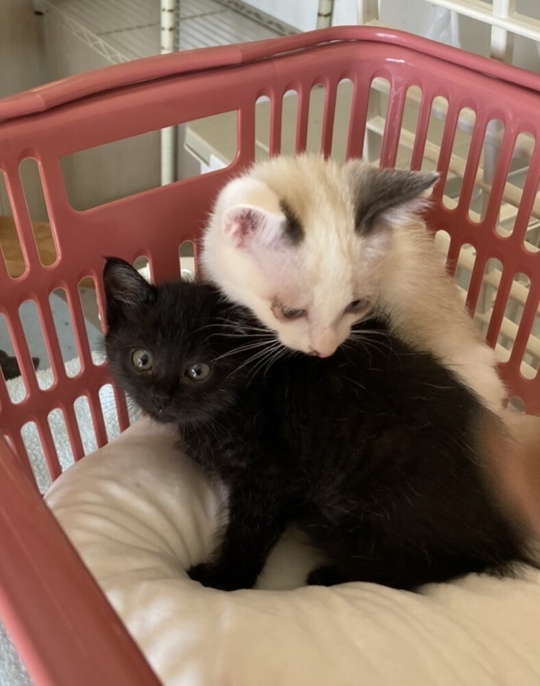 とても慣れたラグドールミックスセナ君黒のコール君 サムネイル2