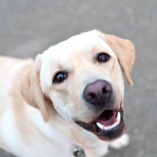 ラブラドールレトリバー 1才 ♀ 避妊済