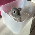 ゴールデンハムスター（セーブル）