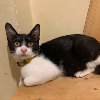 遊ぶの大好き　いっちゃん