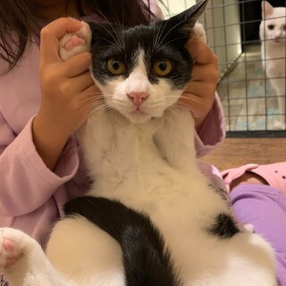 人が大好き！はちわれマスクのサニーちゃん