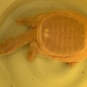 スッポンの新しい飼い主募集