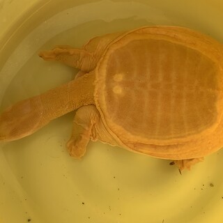 スッポンの新しい飼い主募集