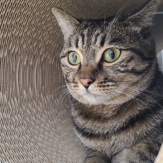 先住犬先住猫との共生OK！お客様にもべた慣れ3歳