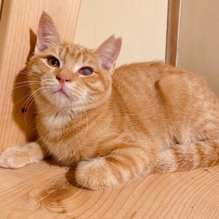 ちゃちゃ♡なでなで大好きお腹と背中が気持ちいいにゃ