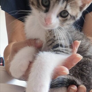 6兄妹　無邪気なキジシロよっくん♡