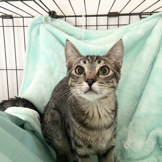 キジトラの正統派、お見合い可能です❗️