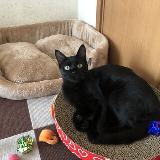 ありがとうございました★可愛い黒猫　アマネくん