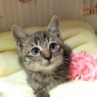 里親様決定！『サリー』ちゃん