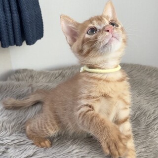 【別の場所でご縁をいただきました】しろうくん