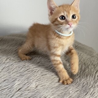 【別の場所でご縁をいただきました】ごろうくん