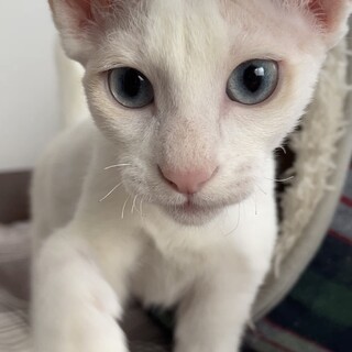 【別の場所でご縁をいただきました】しーちゃん