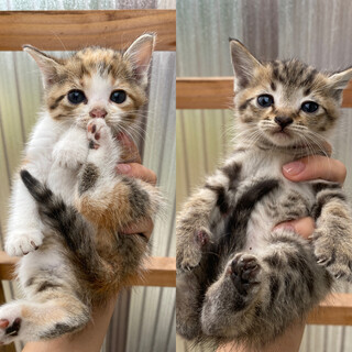 可愛い子猫がいます