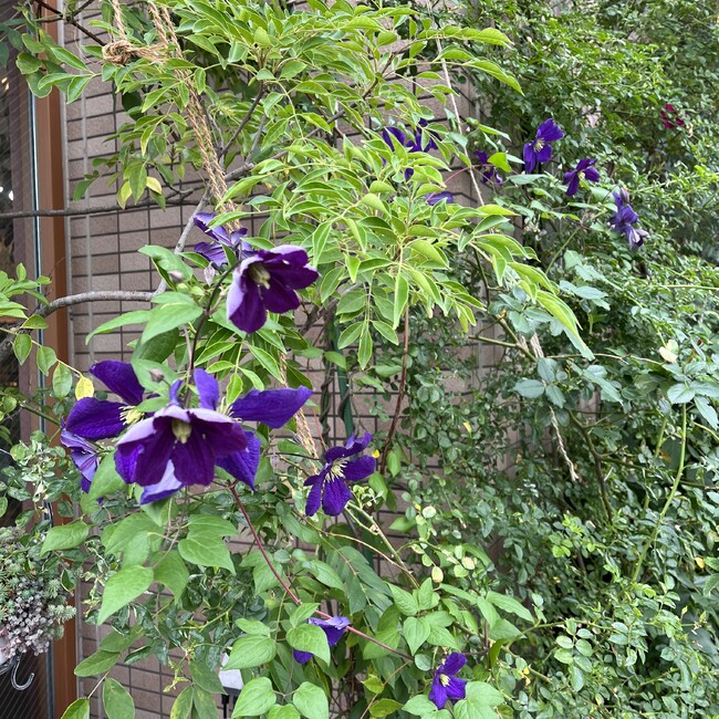 ちゃちゃのカバー写真