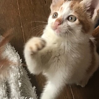 可愛いミルク君です^ ^①