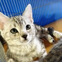 ハンデありジェネッタちゃん