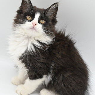 かわいいニャオコ！