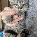 げきかわ♡キジトラちゃん