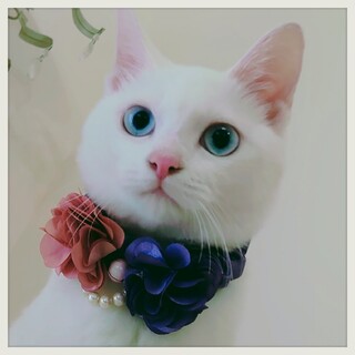 ♥青い瞳の　可憐な白猫　ブランちゃん♥