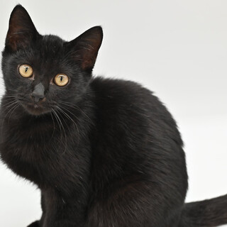 愛情たっぷりのシャドウ!