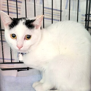 大人しめ？の女の子です家族募集