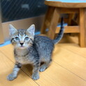 まんまるお目目の元気な男の子！ぐらくん1.5ヶ月