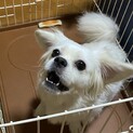 ミックス犬3才女の子です。