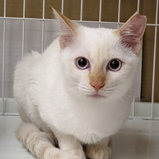 姉妹で仲良し、おっとりさんふく♀