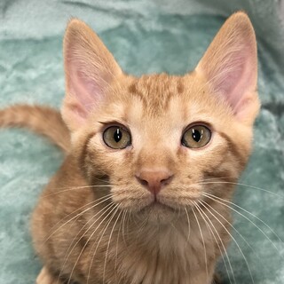 劣悪環境から救出した男の子。安住のお家探し中