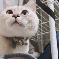 マフィン