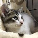 生後1ヶ月半 まだ怖がりな男の子