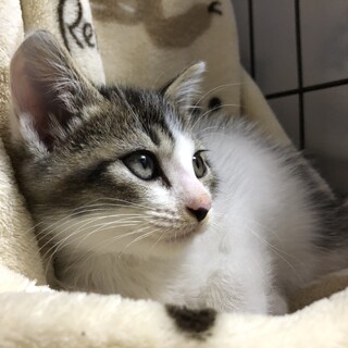 生後1ヶ月半 まだ怖がりな男の子