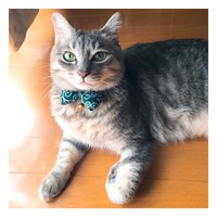 ココナッツ