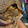 田口猫