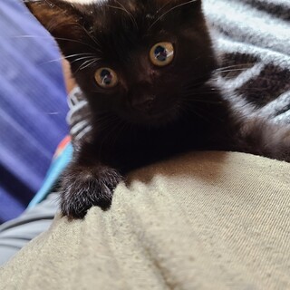 人懐こい半長毛黒猫