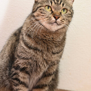 前足がマンチカンみたいメリーアン