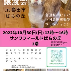 ネコの譲渡会IN島田