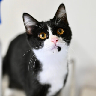 ハチワレエイチロ！