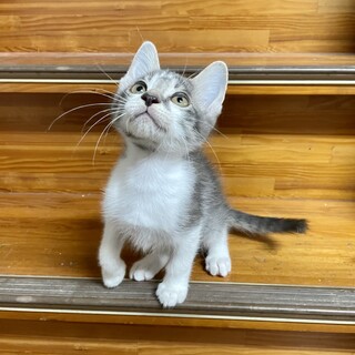 【お見合い予定】ペーターくん♂2、5ヶ月